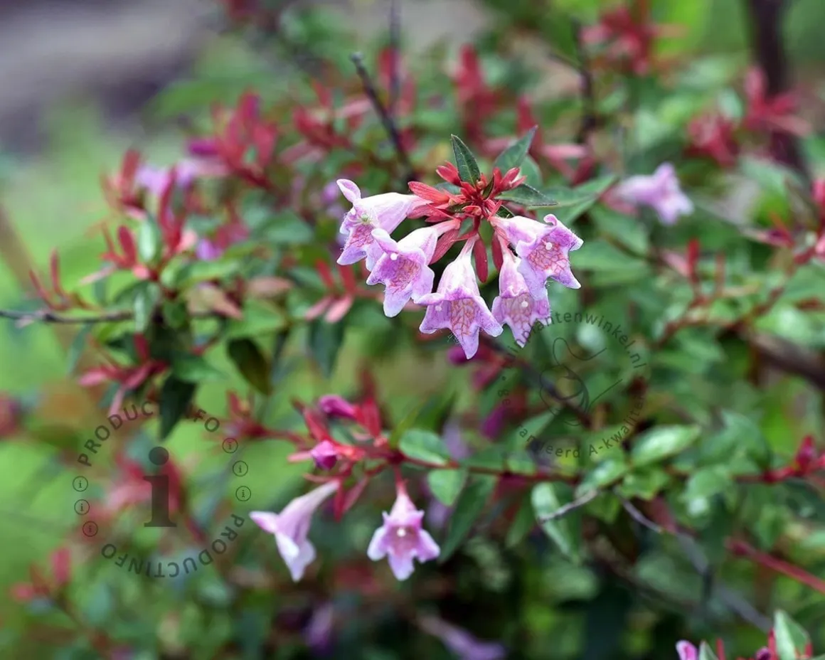 Abelia grandiflora 'Edward Goucher'