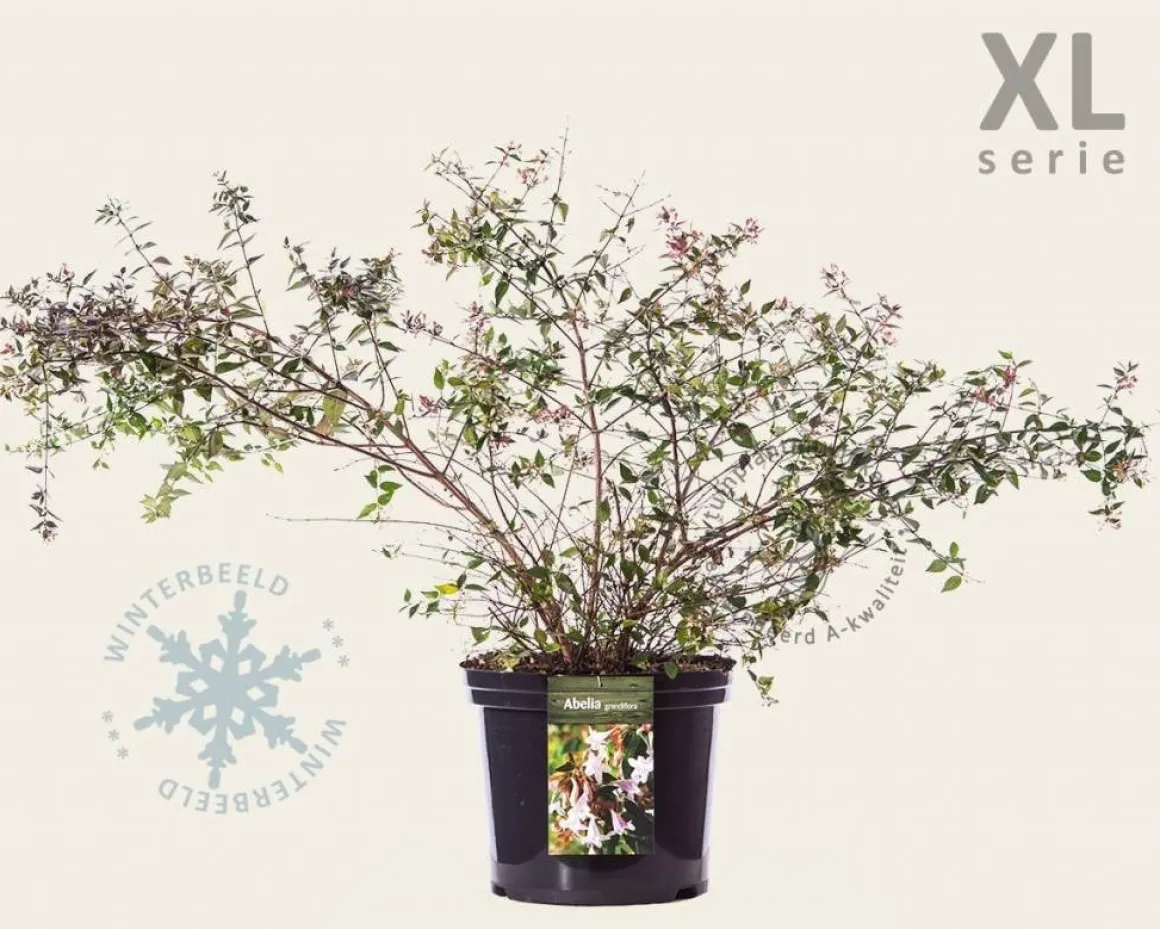 Abelia grandiflora - XL