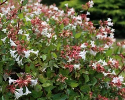 Abelia grandiflora - XL