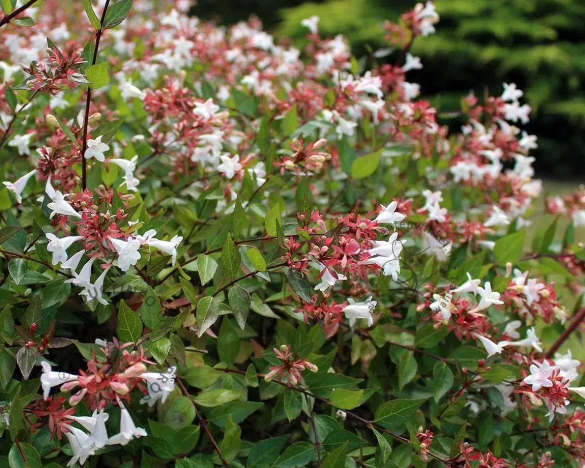 Abelia grandiflora - XL