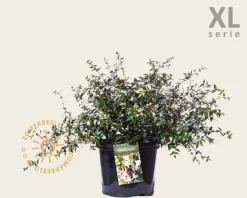 Abelia grandiflora - XL