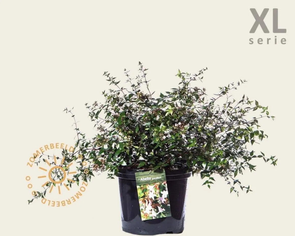 Abelia grandiflora - XL