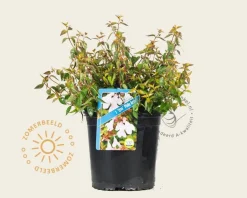 Abelia 'Pinky Bells'