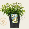 Abelia x grandiflora 'Sherwood'
