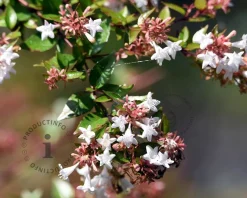 Abelia x grandiflora 'Sherwood'