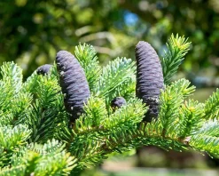 Abies koreana 80/100