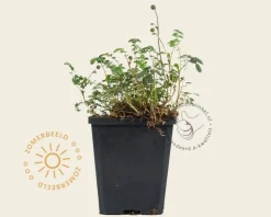 Acaena microphylla 'Kupferteppich'
