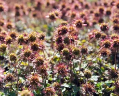 Acaena microphylla 'Kupferteppich'