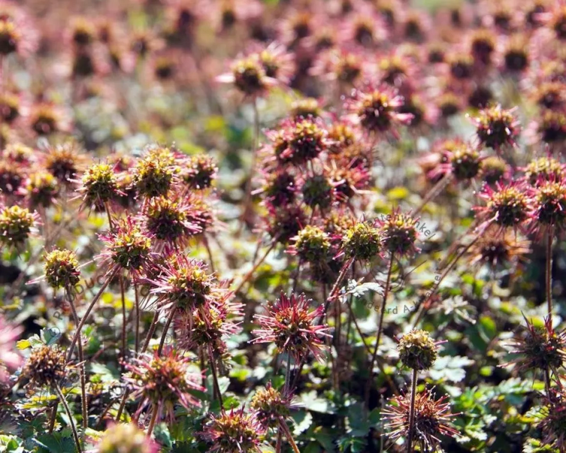 Acaena microphylla 'Kupferteppich'