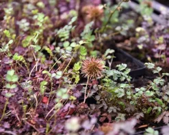 Acaena microphylla 'Kupferteppich'