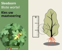 Acer campestre - blote wortel
