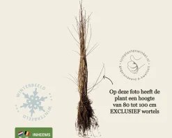 Acer campestre - blote wortel