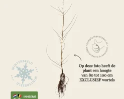 Acer campestre - blote wortel