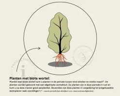 Acer campestre - blote wortel