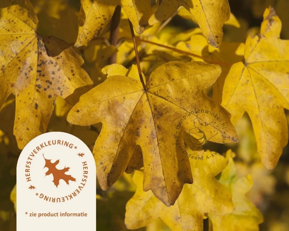 Acer campestre 'Elsrijk'
