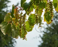 Acer davidii - XL+