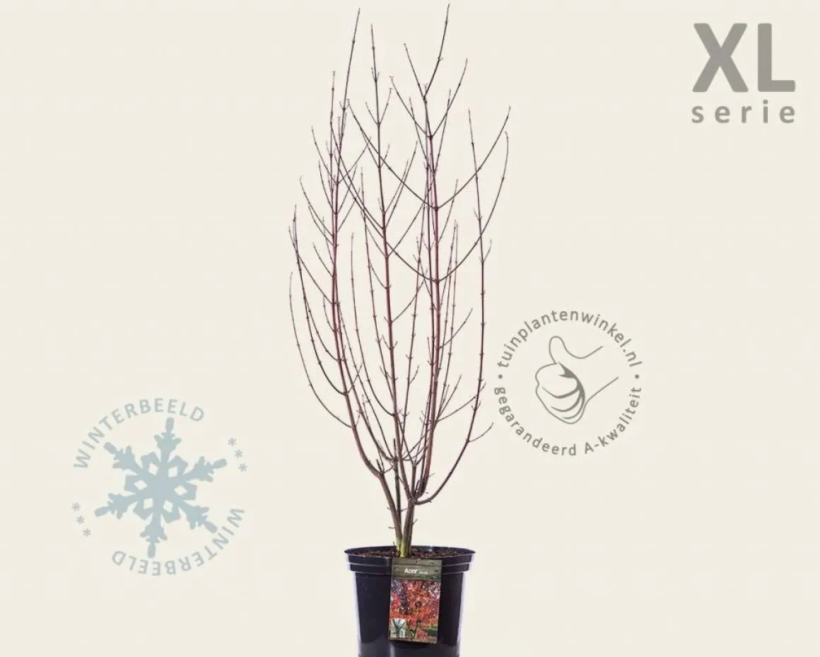 Acer davidii - XL