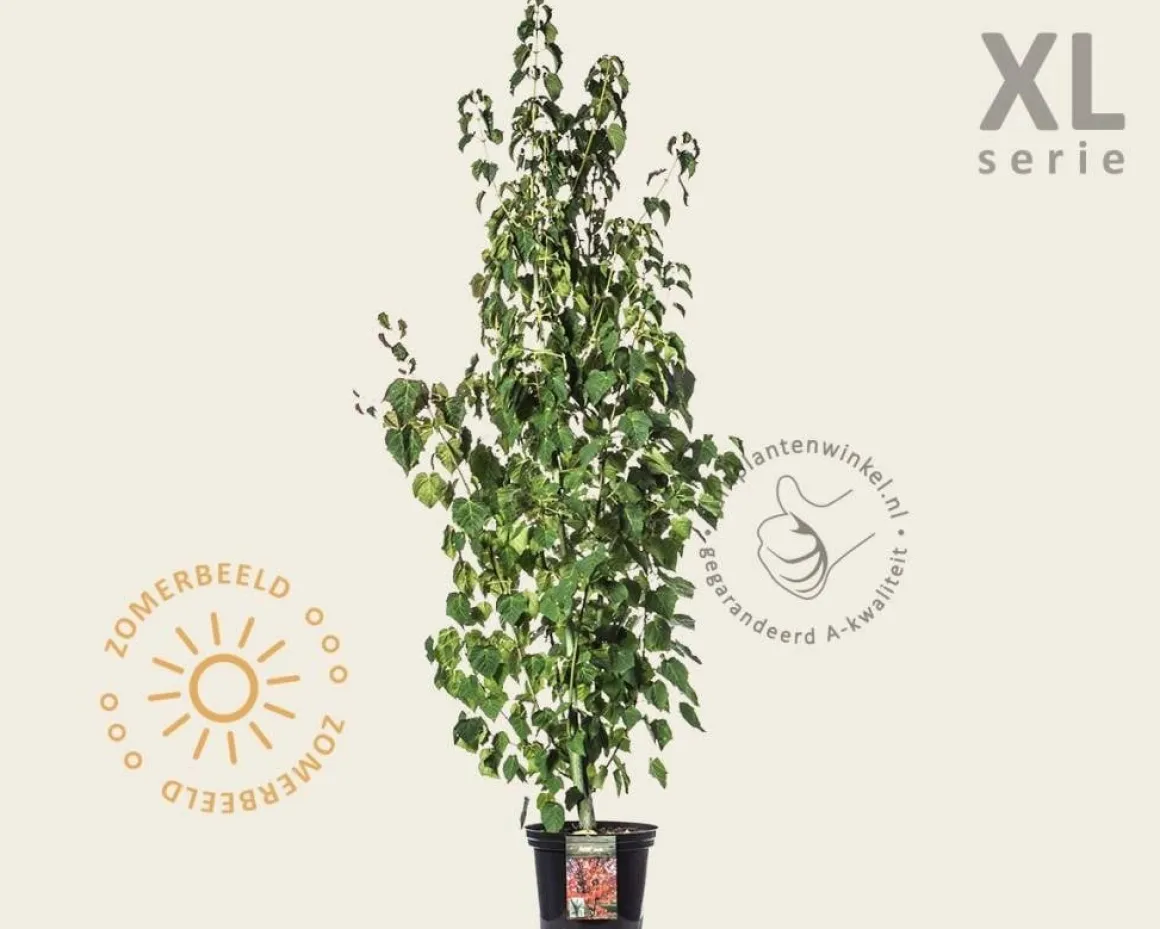 Acer davidii - XL