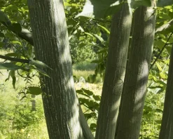 Acer davidii - XL