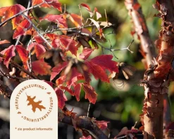 Acer griseum