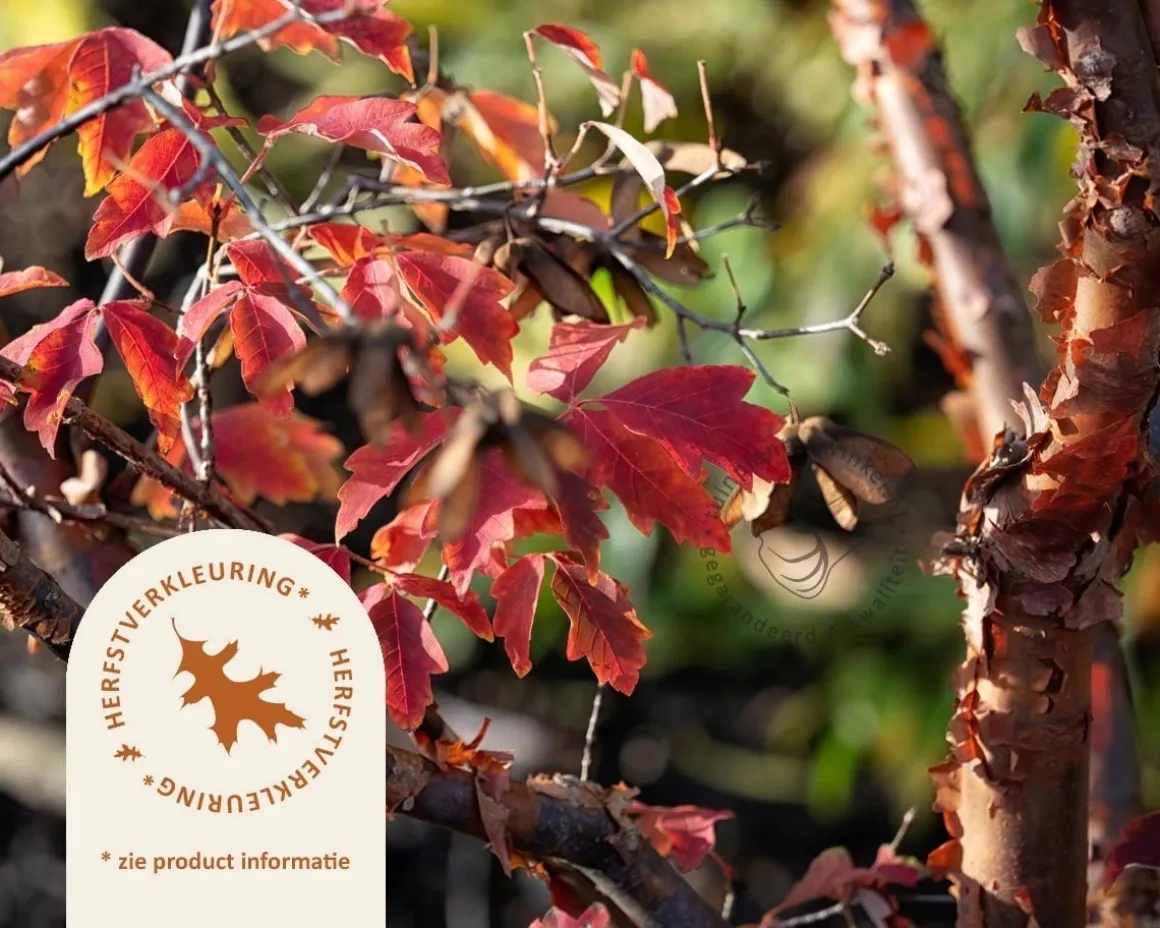 Acer griseum