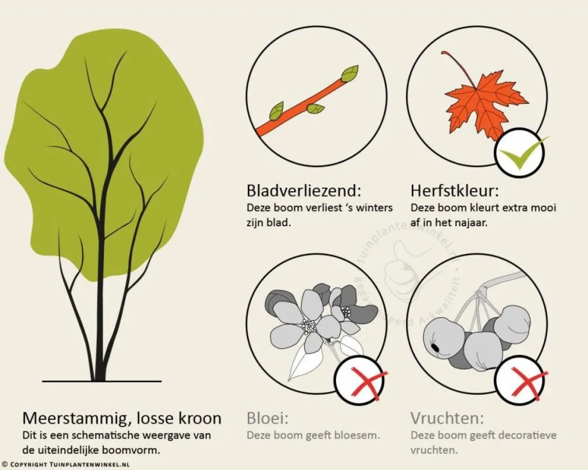 Acer griseum