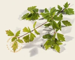 Acer griseum