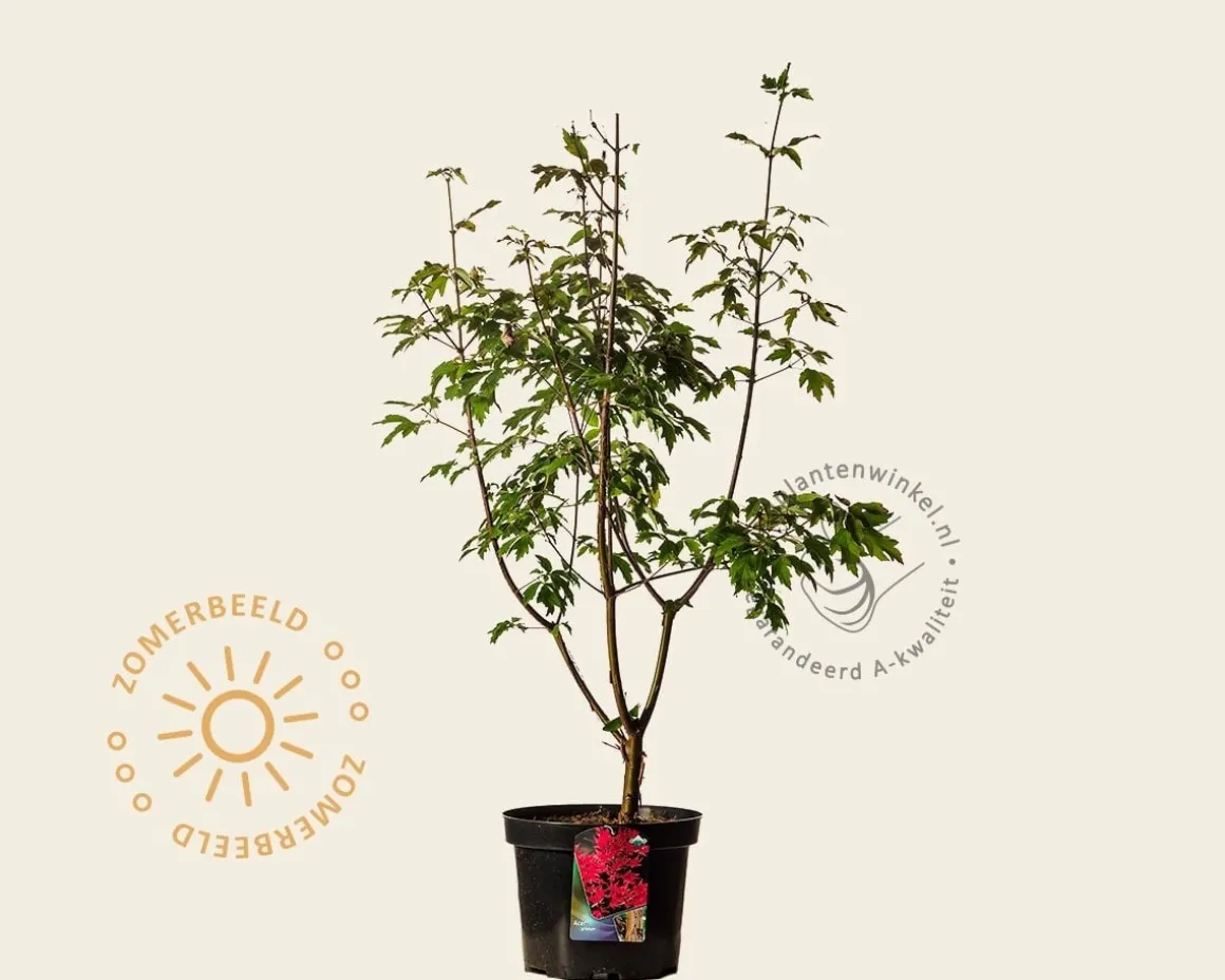 Acer griseum - XL