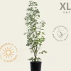 Acer griseum - XL+