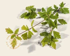 Acer griseum - XL+