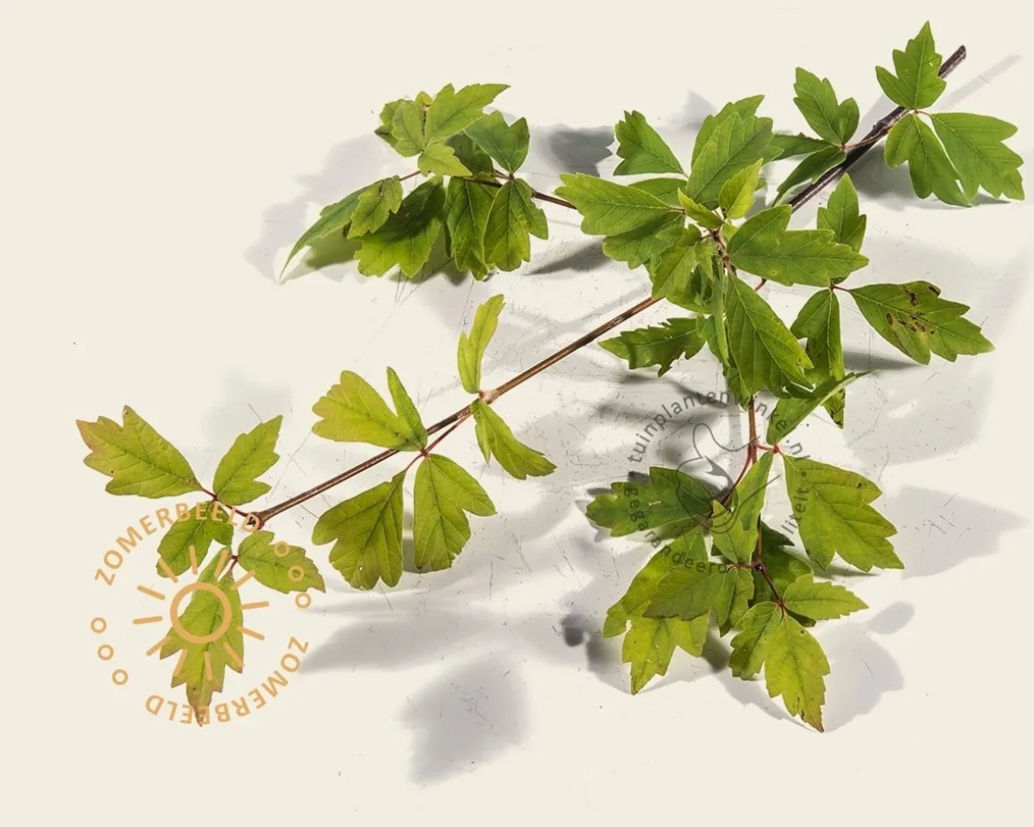 Acer griseum - XL+