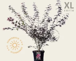 Acer palmatum 'Atropurpureum' - XL