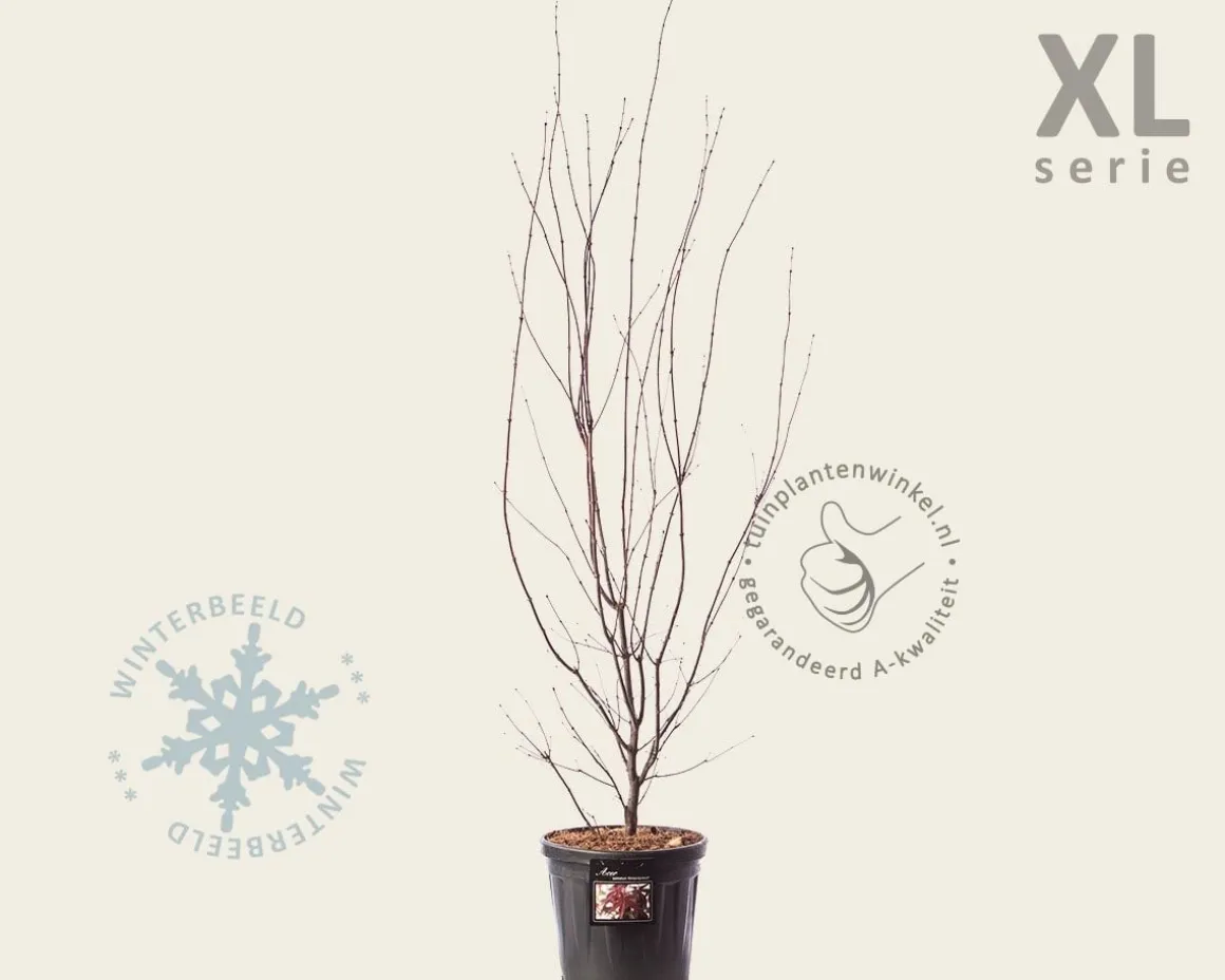 Acer palmatum 'Atropurpureum' - XL