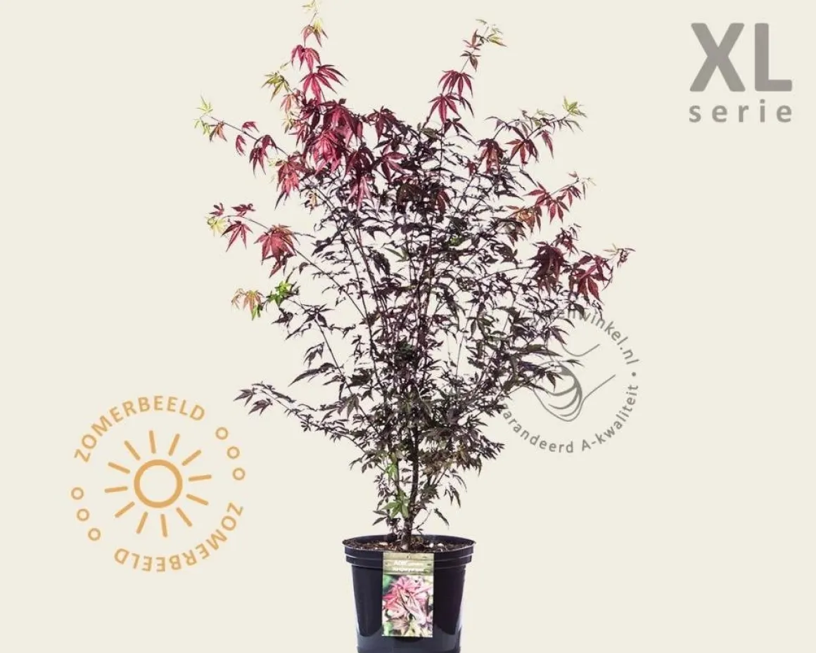 Acer palmatum 'Atropurpureum' - XL