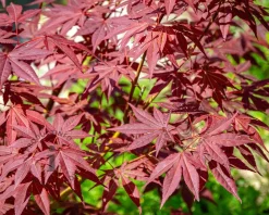 Acer palmatum 'Atropurpureum' - XL
