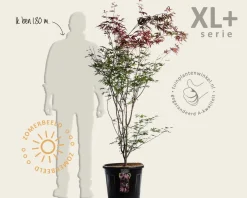 Acer palmatum 'Atropurpureum' - XL+