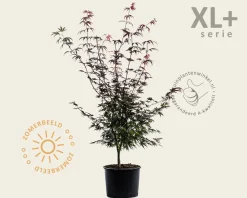 Acer palmatum 'Atropurpureum' - XL+