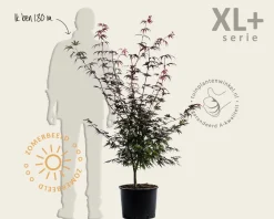 Acer palmatum 'Atropurpureum' - XL+