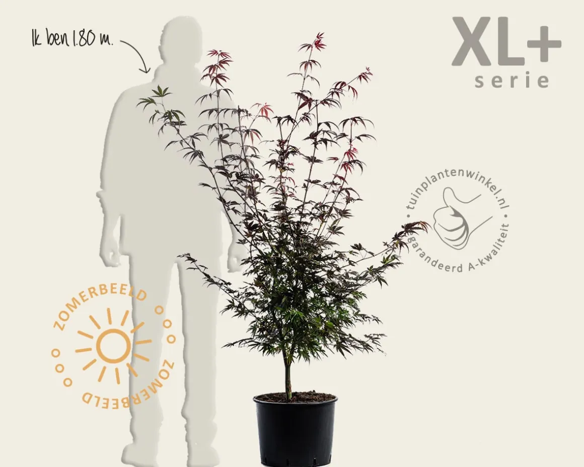 Acer palmatum 'Atropurpureum' - XL+