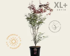 Acer palmatum 'Atropurpureum' - XL+