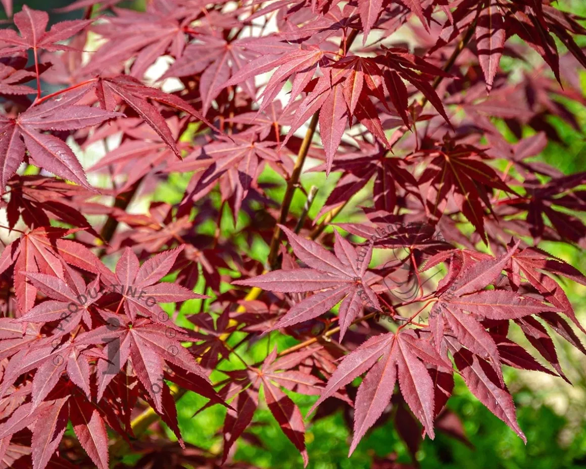 Acer palmatum 'Atropurpureum'