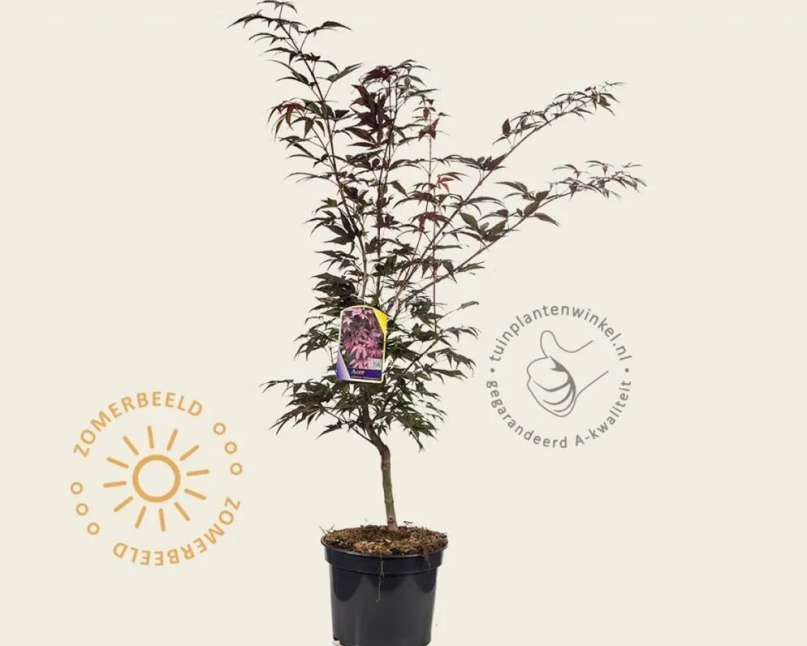Acer palmatum 'Atropurpureum'