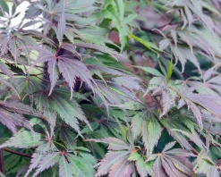 Acer palmatum 'Black Lace'