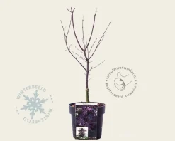 Acer palmatum 'Black Lace'