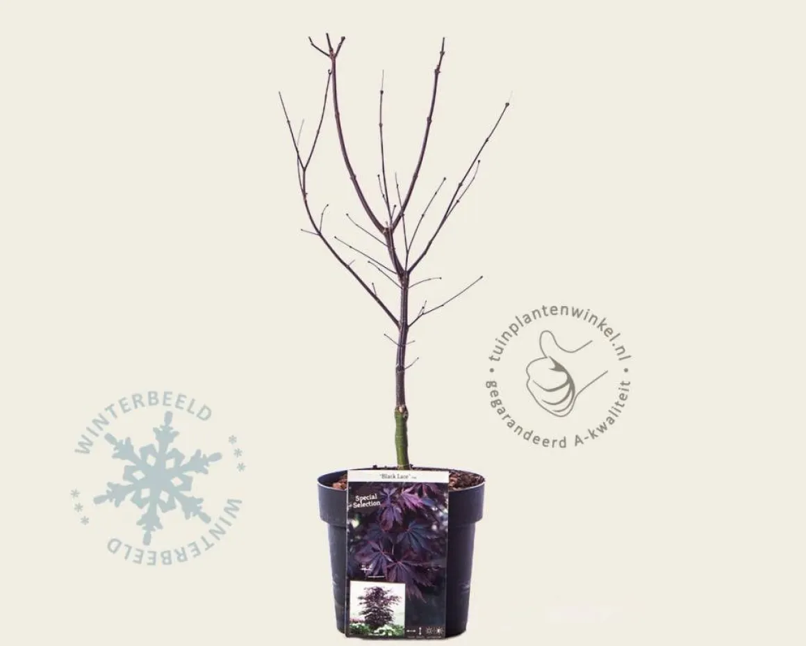 Acer palmatum 'Black Lace'