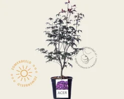 Acer palmatum 'Bloodgood'