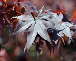 Acer palmatum 'Bloodgood' - XL