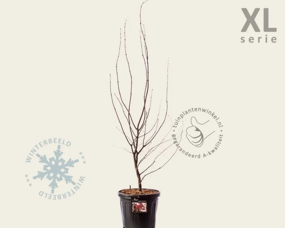 Acer palmatum 'Bloodgood' - XL