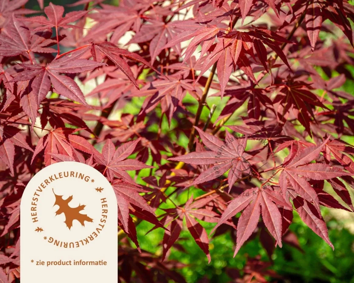Acer palmatum - boomvorm