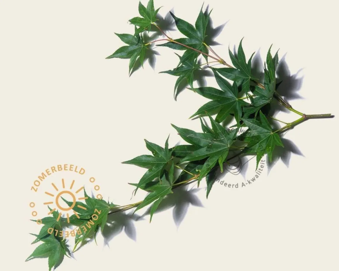 Acer palmatum - boomvorm